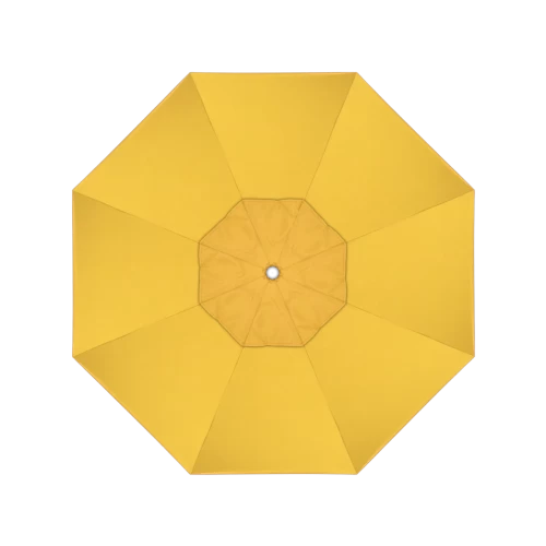 48024 Spectrum Daffodil
