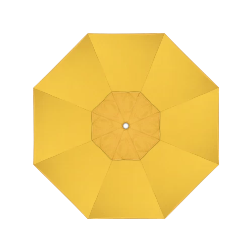 48024 Spectrum Daffodil